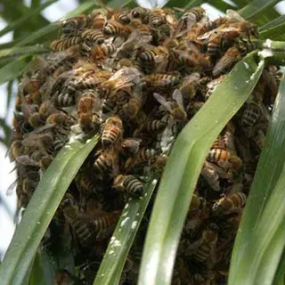 thumbnail for publication: Africanized Honey Bee